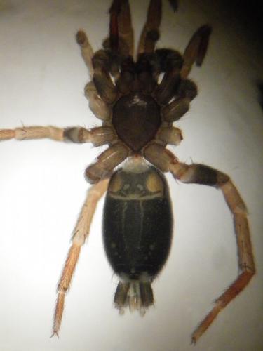 Trachyzelotes pedestris